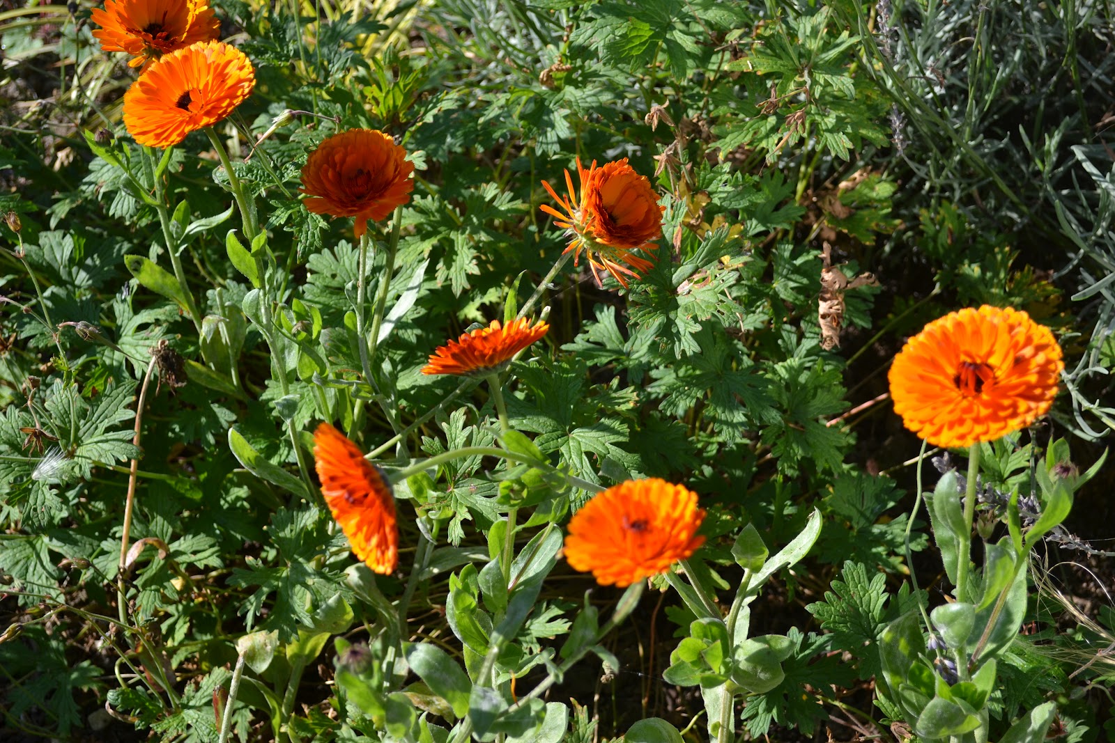 Edible Flowers Calendula Kidsinthegarden