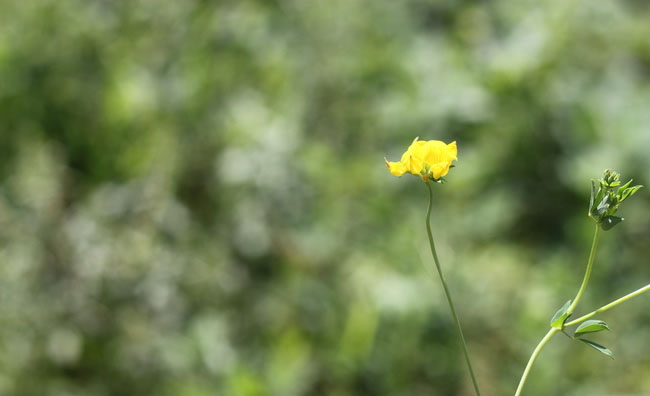 Birds-Foot Trefoil Flowers Birds-Foot Trefoil Flowers