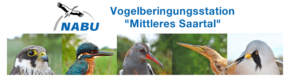 Tri Sport Saar Hochwald