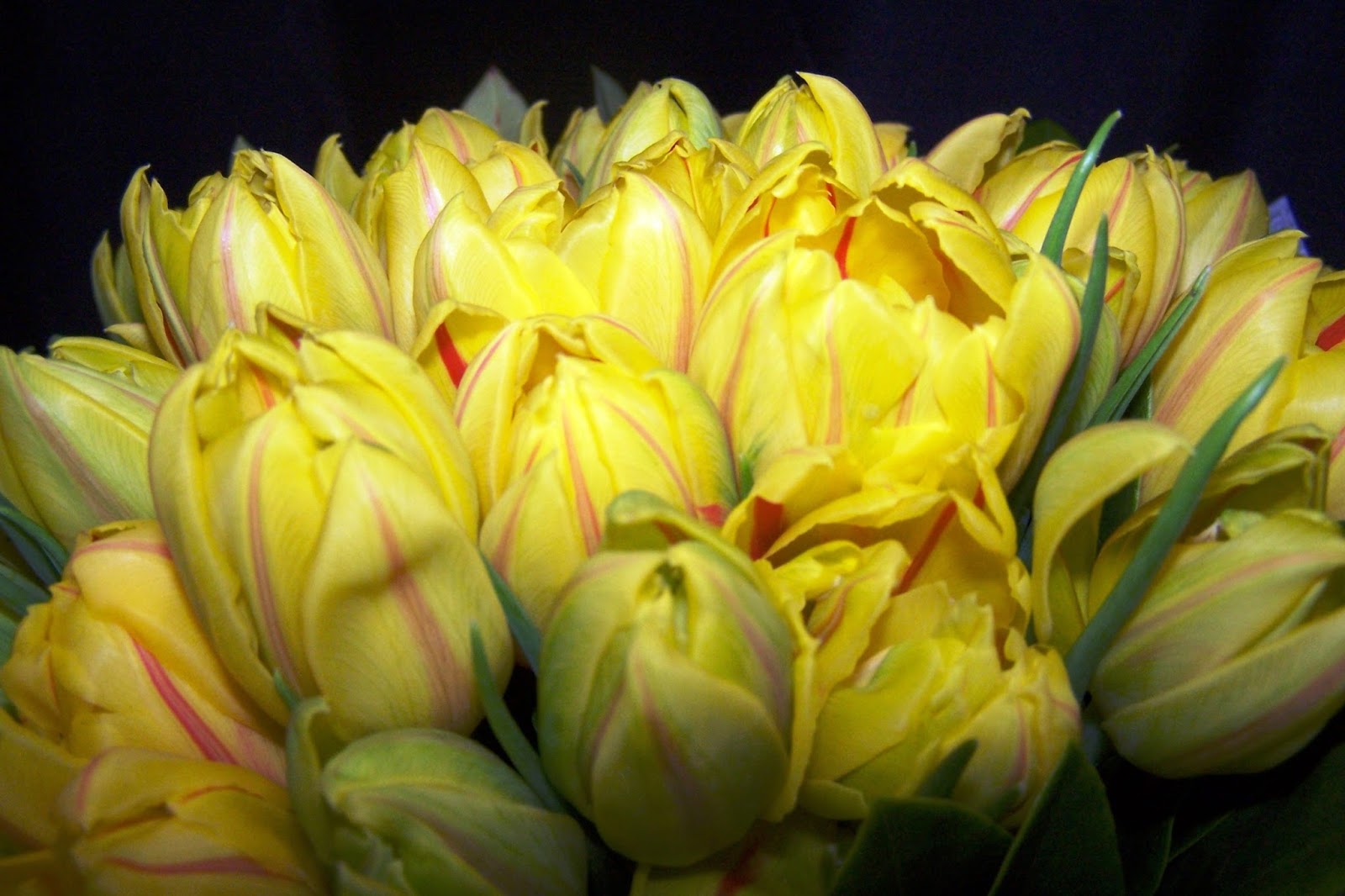 Pet Friendly Flowers Camberwell Florist