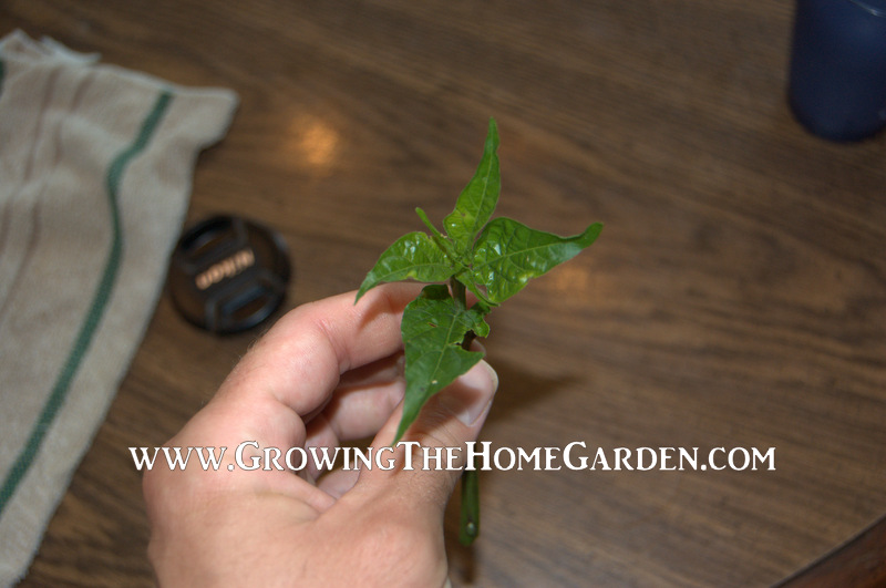 Propagating Peppers Through Cuttings Growing The Home Garden