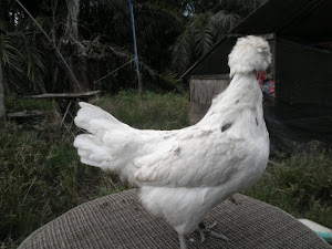 Ayam Jambul