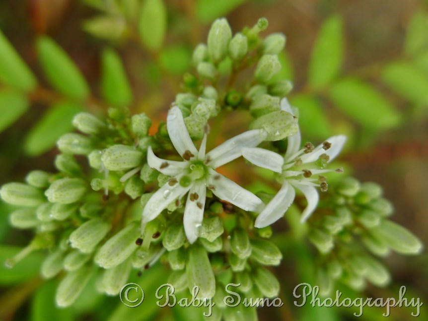 Baby Sumo Photography Curry leaf flowers (Murraya koenigii) KL, Malaysia