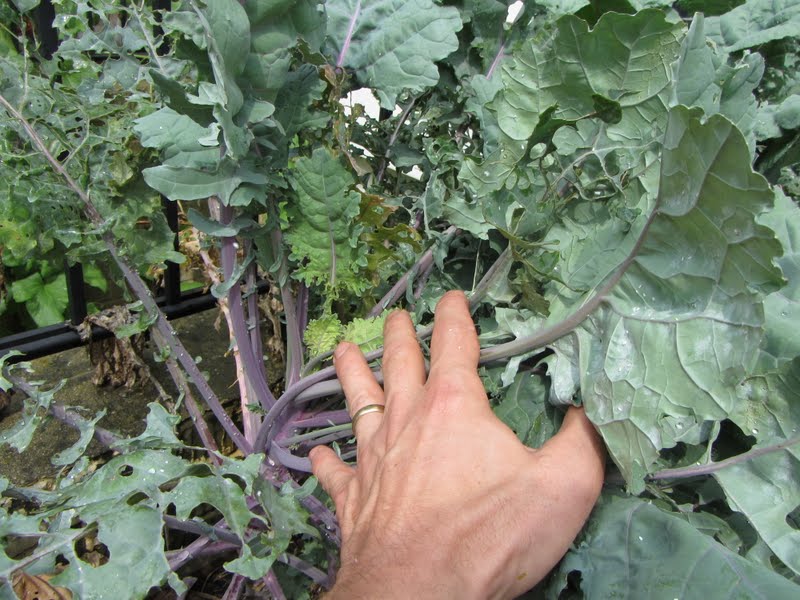 The Rusted Vegetable Garden