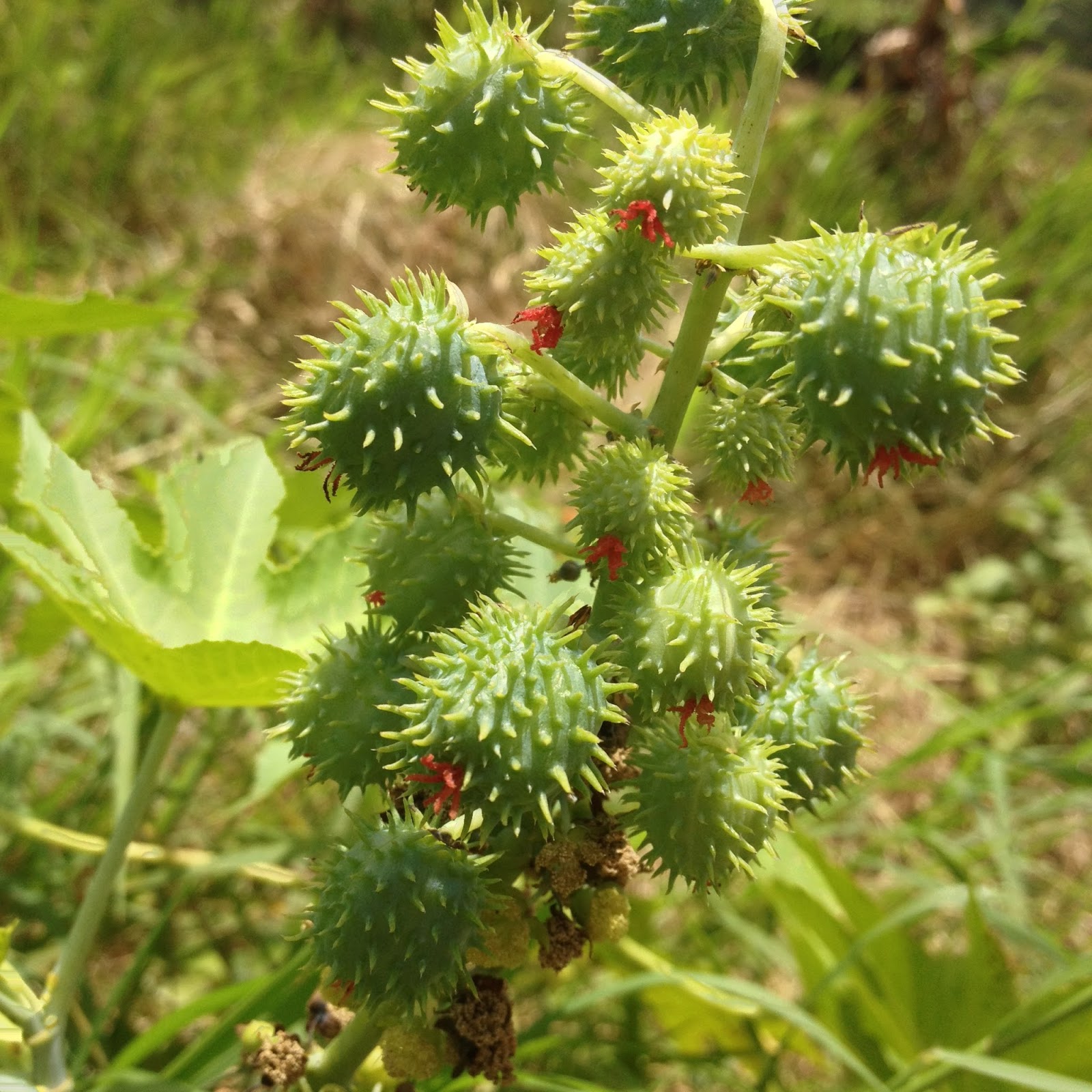 Puerto Rico Sano Mi estadía en la Finca Pajuil en Hatil, PR