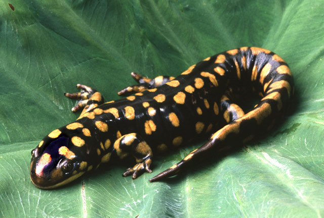 binatang amfibi salamender tutul