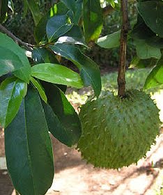 Herba Tumbuhan Durian Belanda Hanya Jauhari Mengenal Manikam