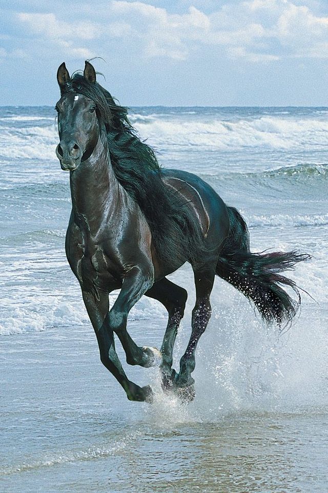 Hd Iphone 4 Wallpapers Black Horse And Sea Wallpaper For Iphone 4
