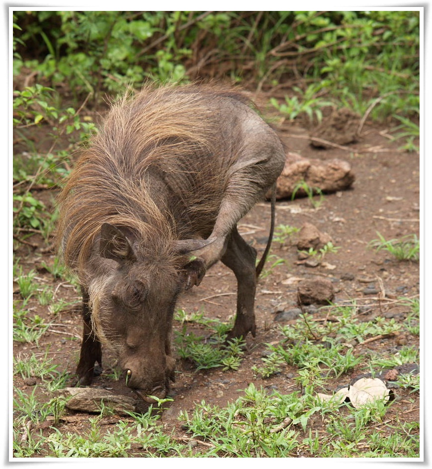 He May Scratch A Living He May Scratch A Living