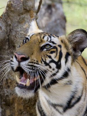 Tiger Bengal / India (Panthera tigris tigris)