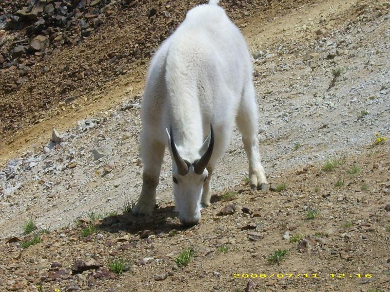 the pathless run with 6 animals the pathless run with 6 animals