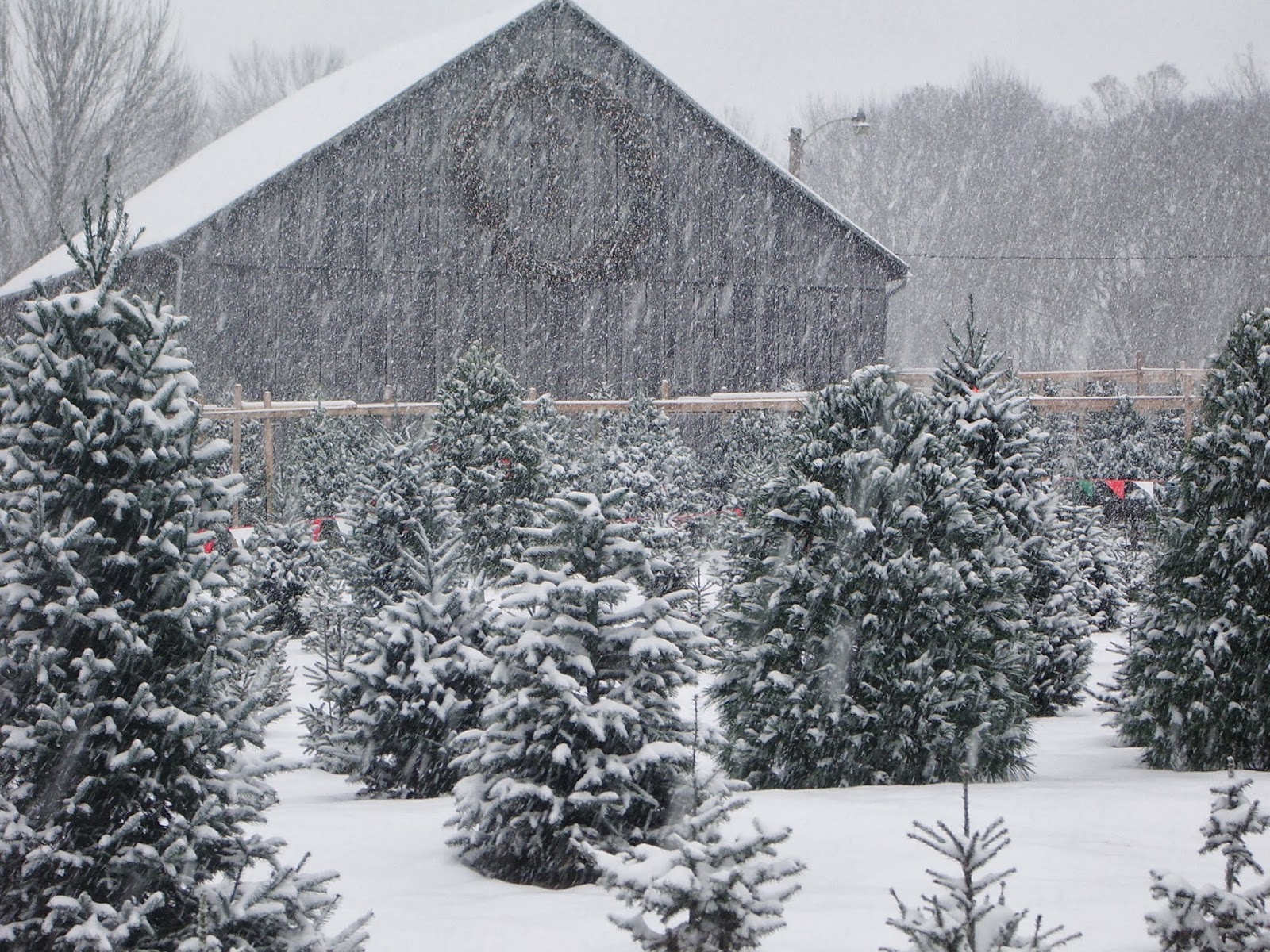 tower family christmas tree farm it s beginning to look tower family christmas tree farm it s beginning to look