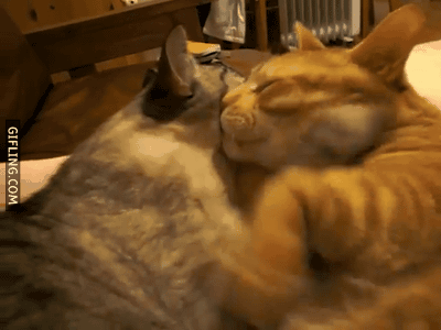Funny cats - part 93 (40 pics + 10 gifs), cats hugging each other gif