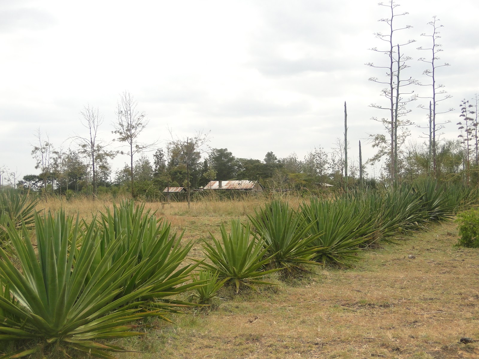 Denko Properties Land/Plots for sale (Juja Farm)