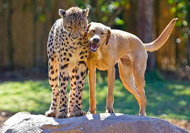 Inusual amistad entre animales de distintas especies