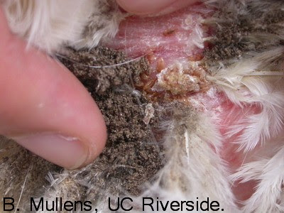 Can Dogs Get Lice From Chickens Can Dogs Get Lice From Chickens