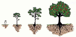 http://www.fbcmauldin.org/images/multiple-trees.png Stages of tree life cycle
