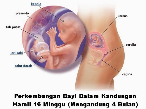 Perkembangan bayi dalam kandungan hamil 16 minggu Perkembangan bayi dalam kandungan hamil 16 minggu, perkembangan fetus bayi ibu hamil 16 minggu, hamil minggu keenam belas mengandung, hamil mengandung 4 bulan trimester kedua, tanda hamil usia 16 minggu, kondisi keadaan ibu hamil umur kandungan minggu ke 16 trimester 2, bila tarikh mengandung, gambar bayi fetus 16 minggu, vitamin ibu hamil 4 pil hematinik, asid folik, vitamin B kompleks, vitamin C, pil zat besi (ferrous fumarate)