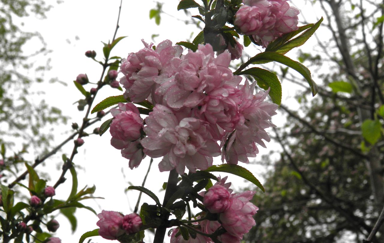 Three Dogs In A Garden My Double Flowering Almond