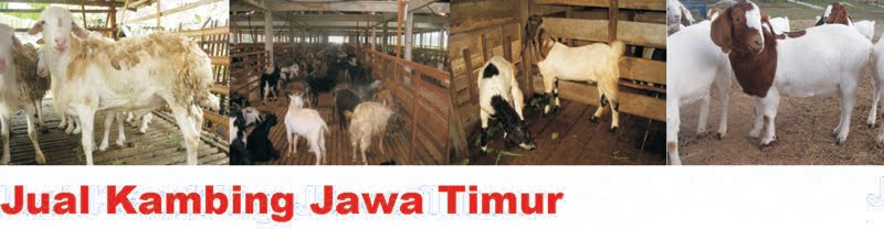 Jual Kambing Jawa Timur: Jombang, Kediri, Kertosono, Malang, Madiun, Ponorogo, Jember, Banyuwani