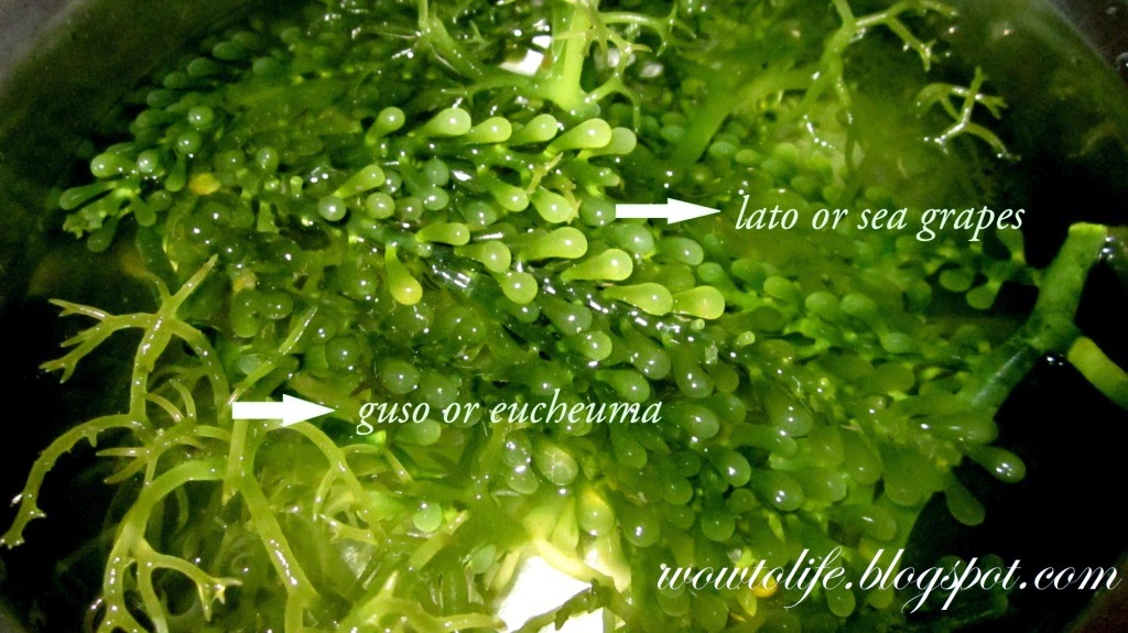 guso seaweed philippines