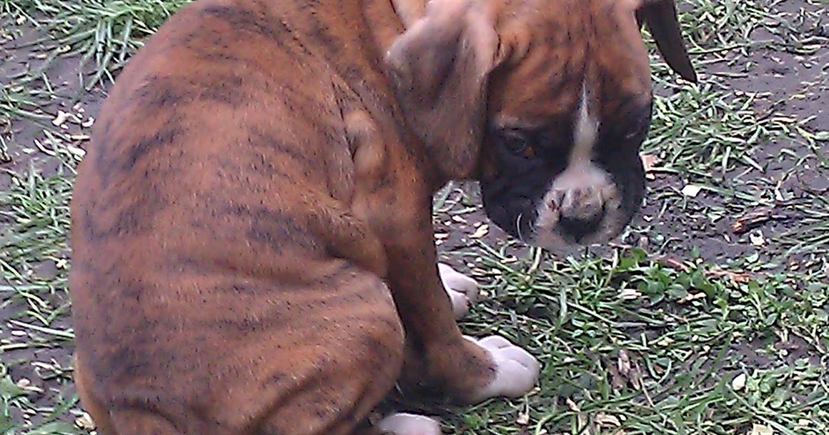 Boxer Puppies Through Pregnancy and Beyond... 9 2 & New Names!