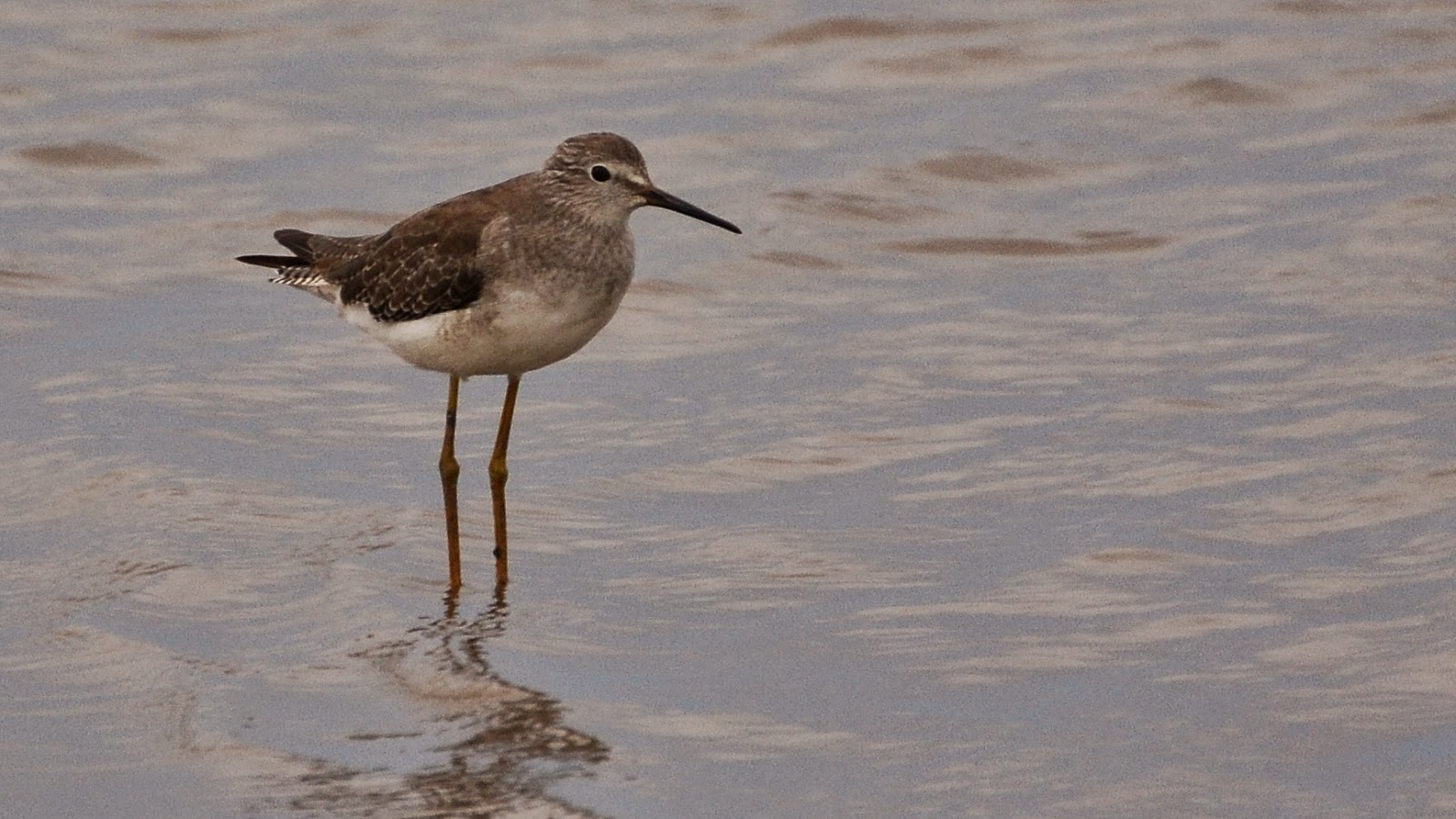 Aves de La Floresta Playero patas amarillas chico