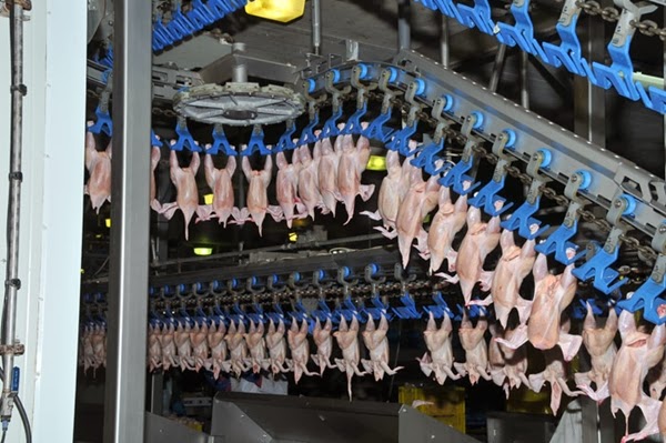 Fakieh Poultry Farms Ambisi Peternakan Ayam Terbesar Di Dunia