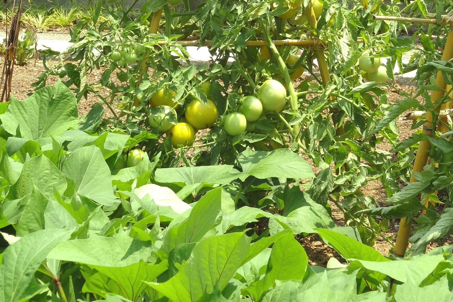 Plant to Plate Israeli Couscous, Sweet Potato & Apple Salad