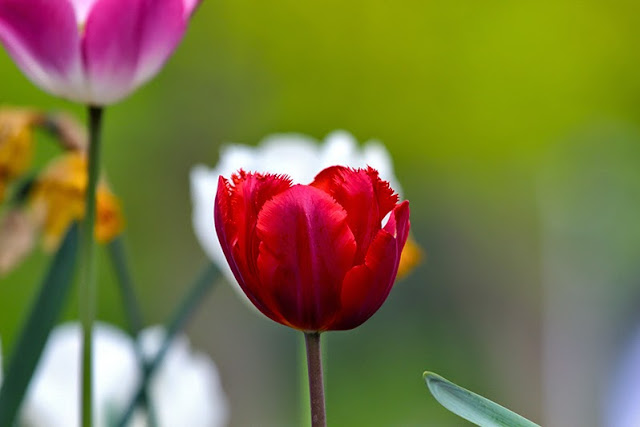 Fotos - Bilder - Blumen - Blüten - Blumenfotos - Tulpe