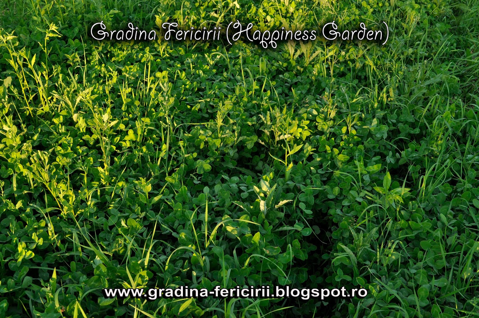 Am Pus Trifoi și Lucernă In Livadă