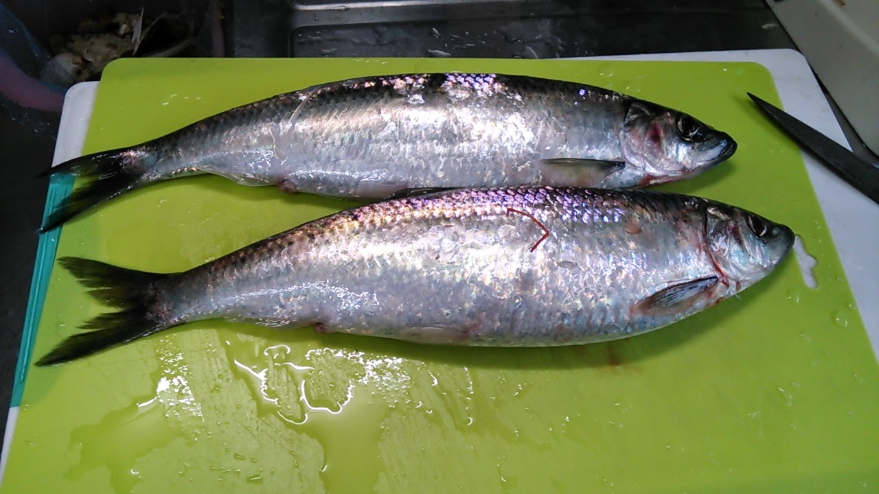 気ままな工作 B級オーディオ B級料理 写真など 駅のピボットによったら ニシン それも生きがよさそう