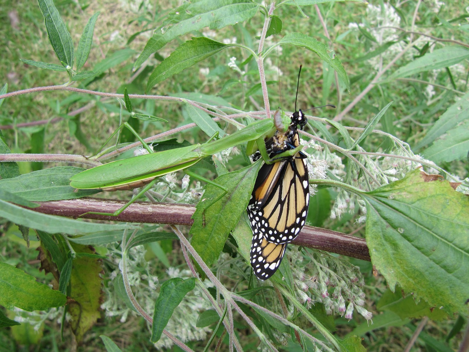 Cape May Monarch Monitoring Project What Can Eat a Monarch?