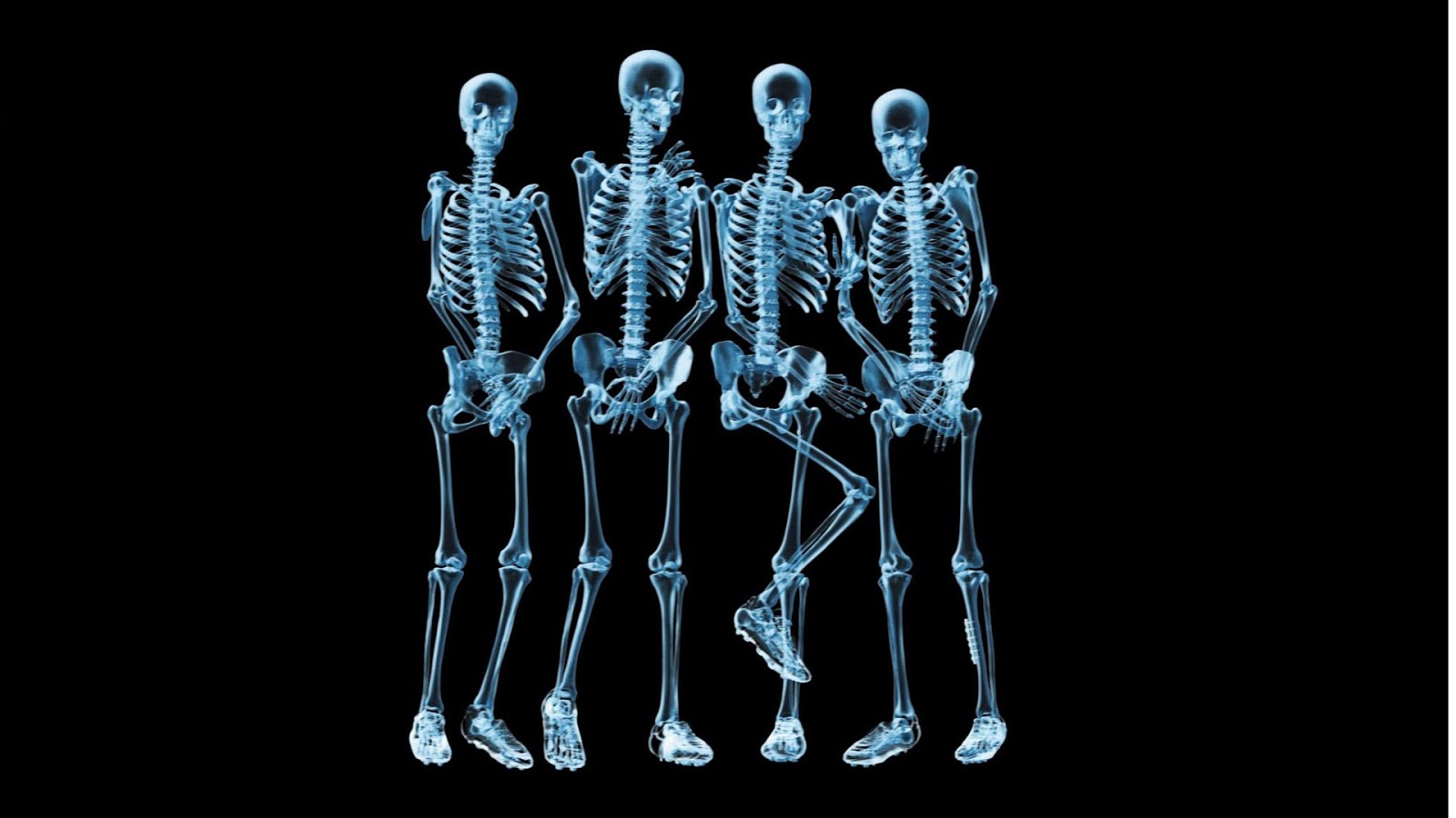 Human Skeleton Funny Wallpaper Free HD