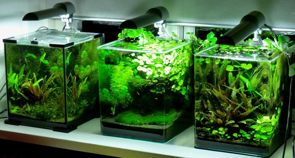 the fishtank cryptocoryne country 5 gal nano aquarium