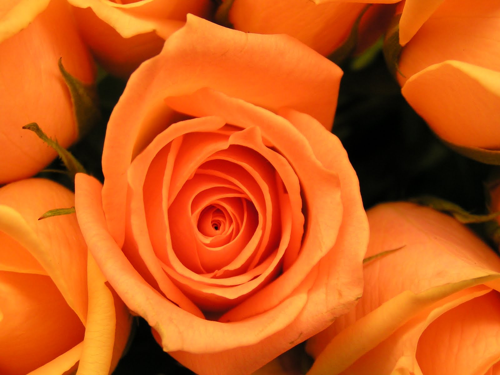 All Colors of Rose is here....... Orange rose