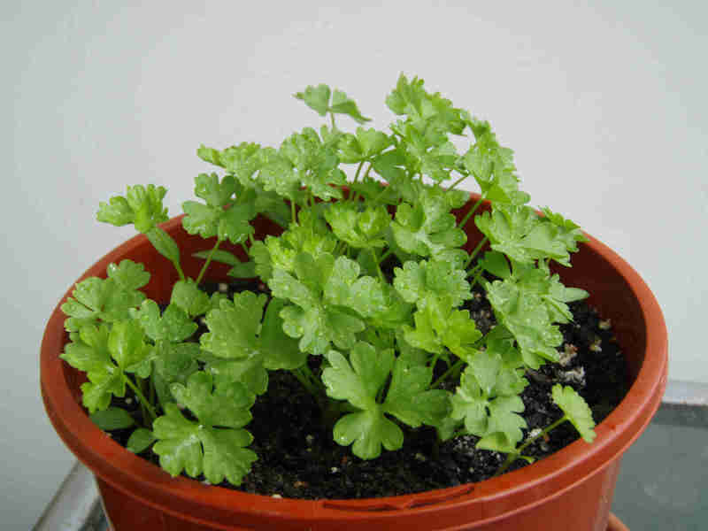 Seed to Feed Me HOW TO GROW PARSLEY