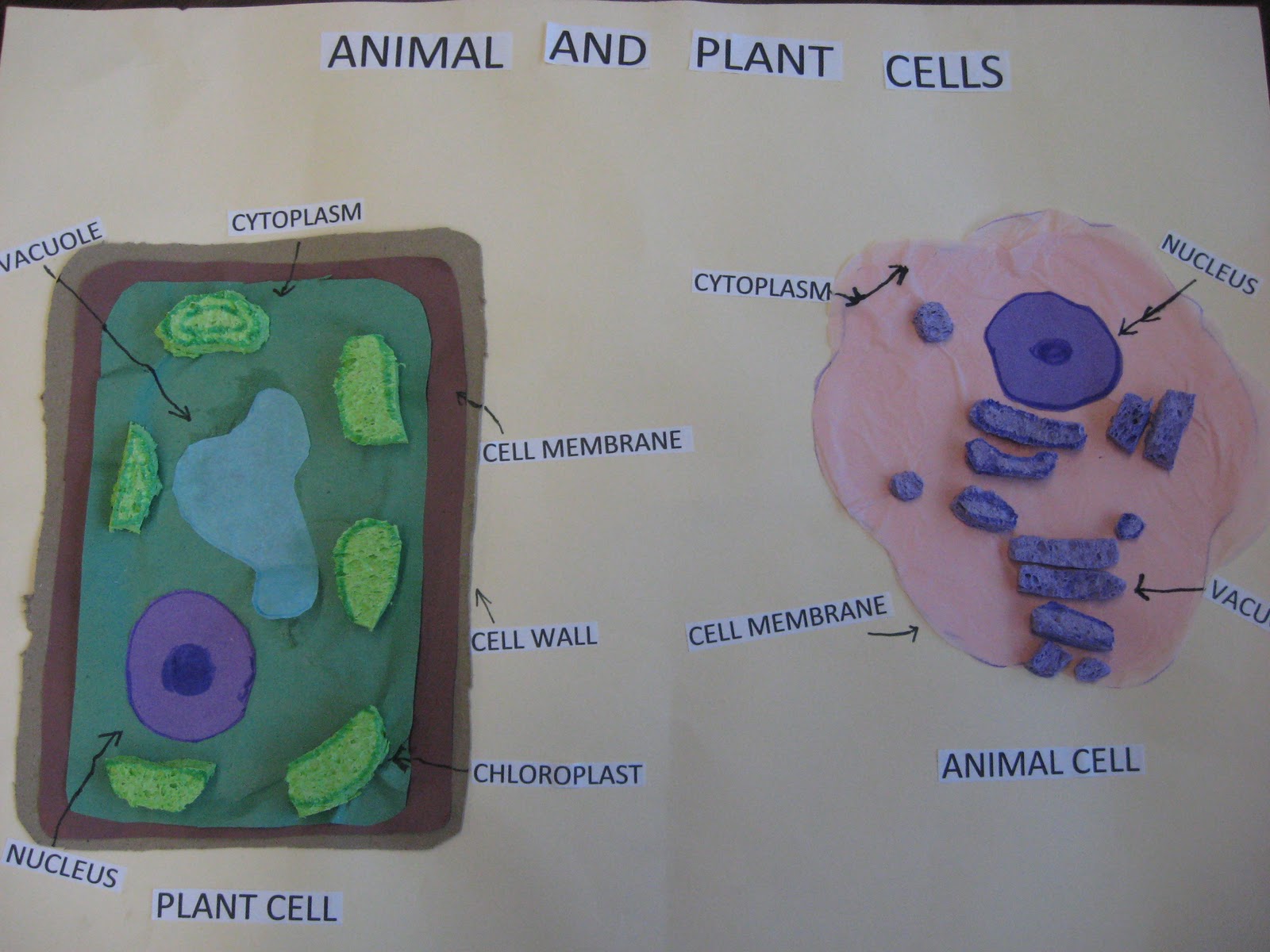 Third Grade Smarties! Animal and Plant Cells