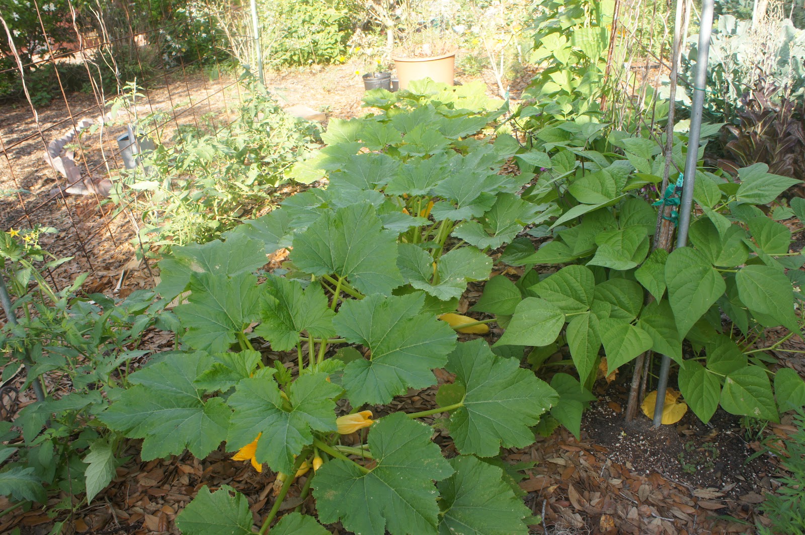 Gardening in Central Florida More April Garden Pictures... Squash