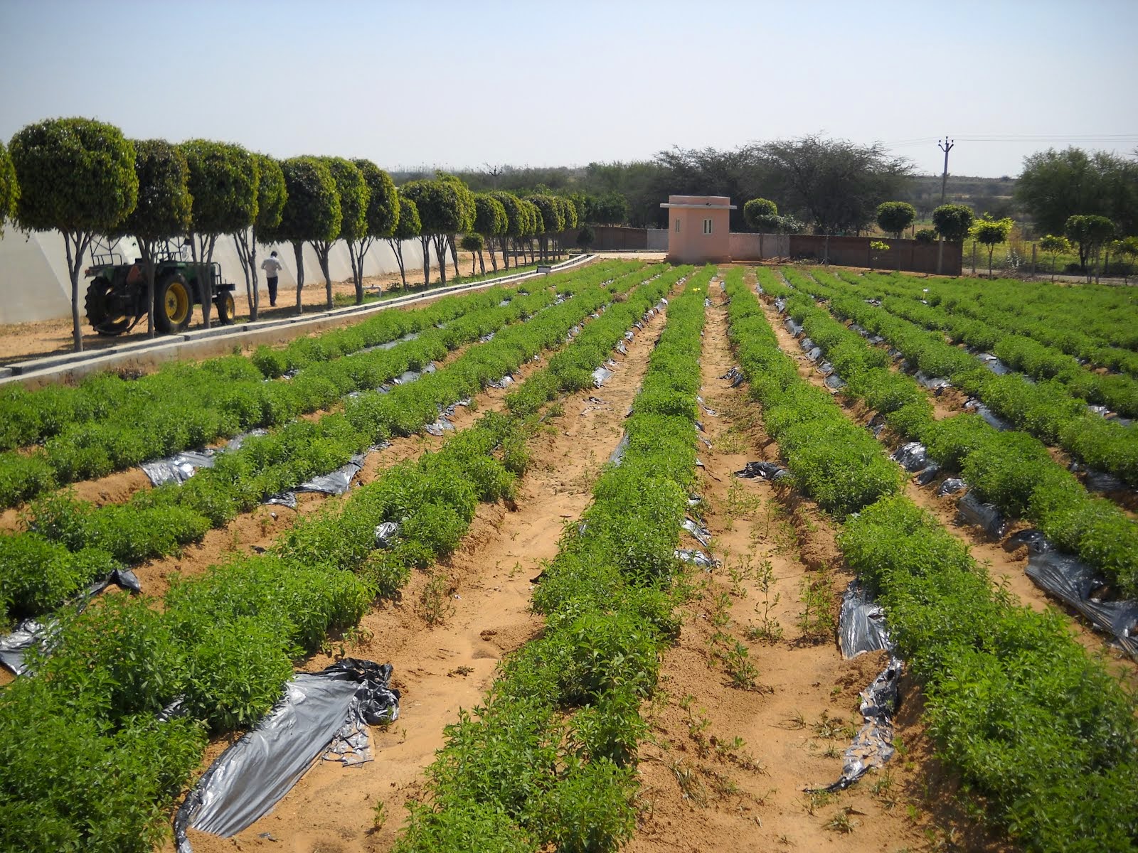Farm house stevia cultivation