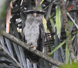 Barred Eagle Owl