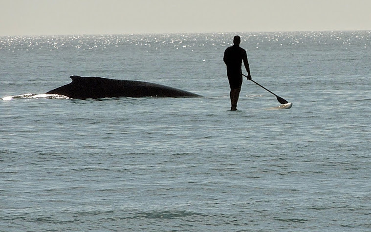 Humpback Whale