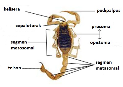 Belajar Terus Biologi Arthropoda