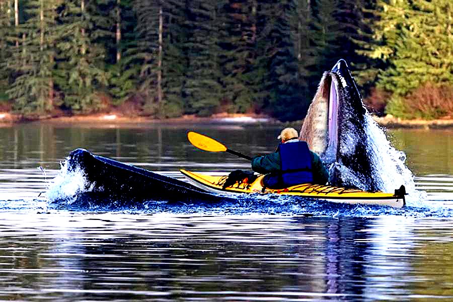 Whale surfaced under the canoeist with it's mouth wide open. Whale, Kayaking, Sitka