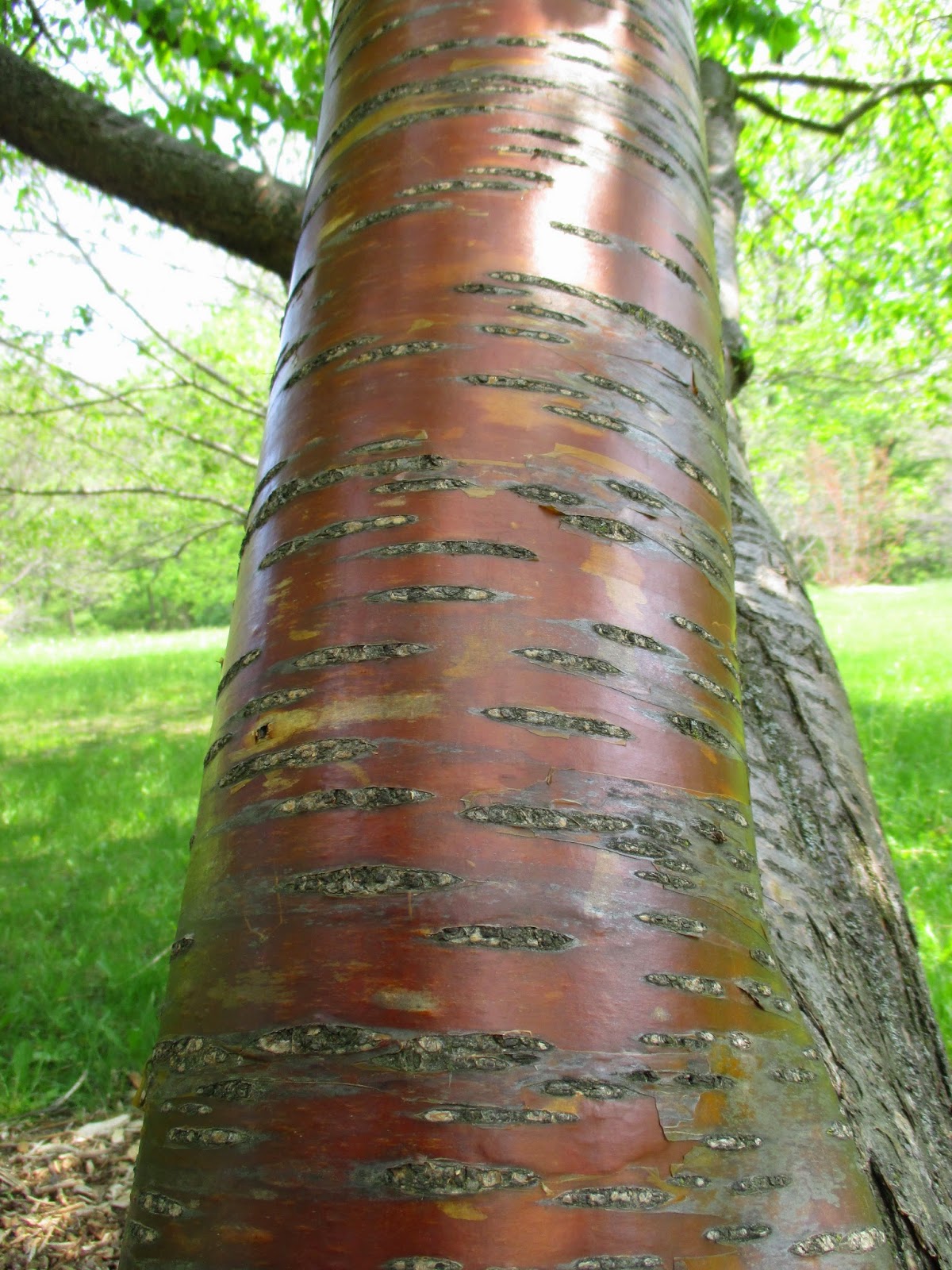 Barking Up the Right Tree Rotary Botanical Gardens