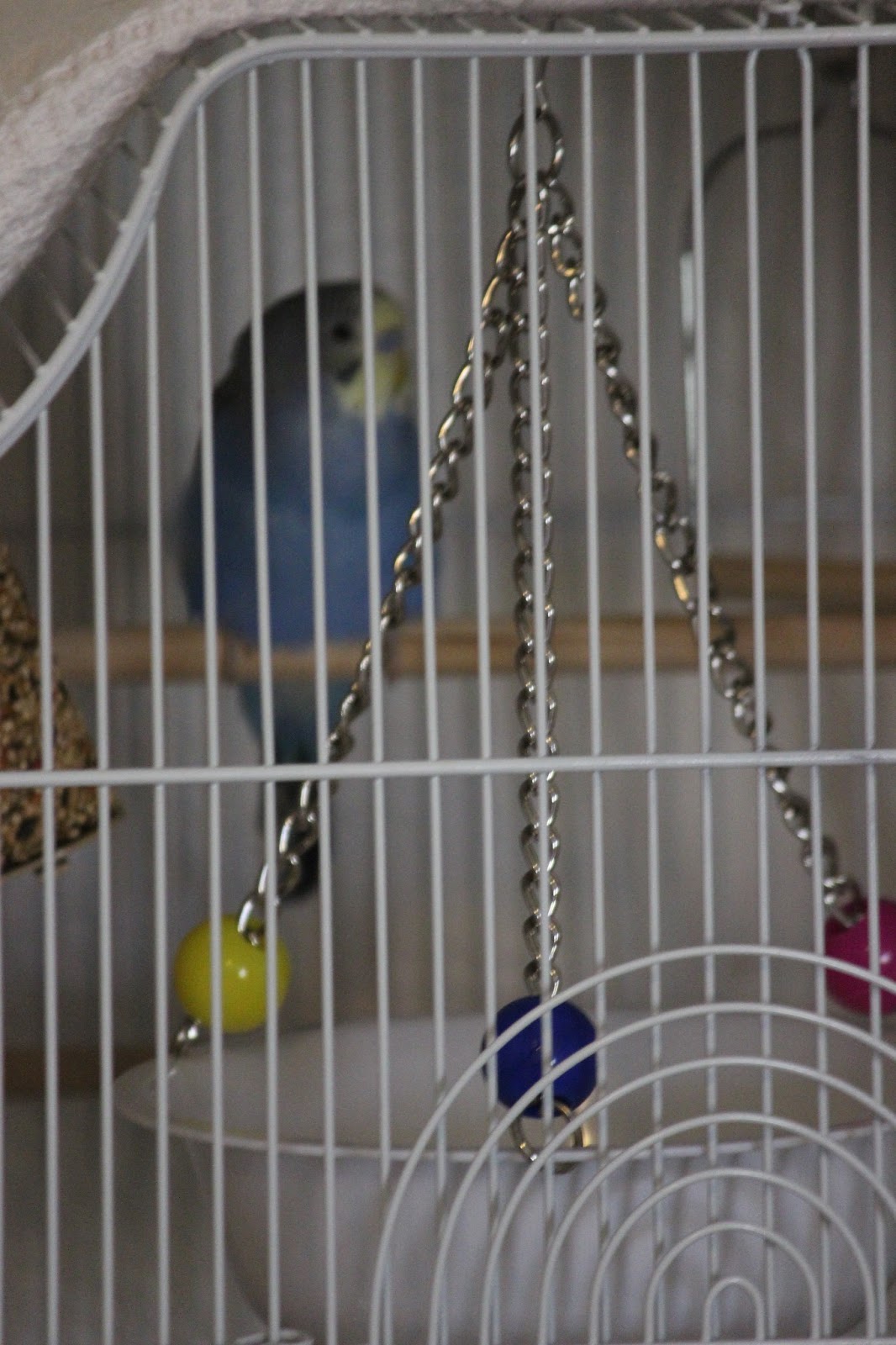 Horsing Around At Home Animals R us