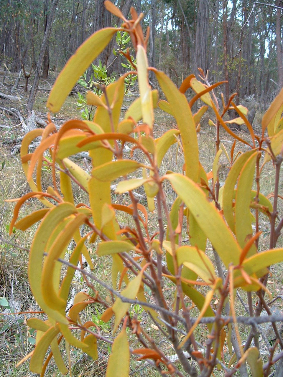 Australian Survival and Preppers.. Some Edible Plants In
