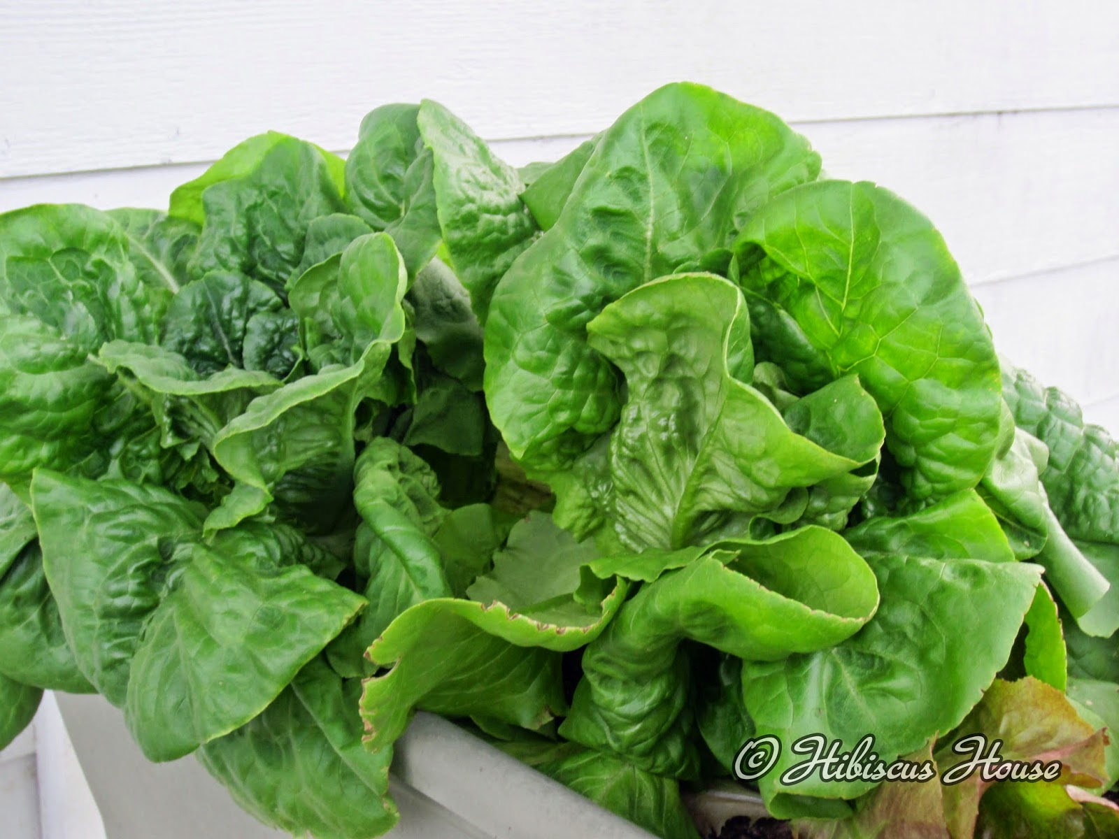 Hibiscus House Lettuce Rail Garden and Critters