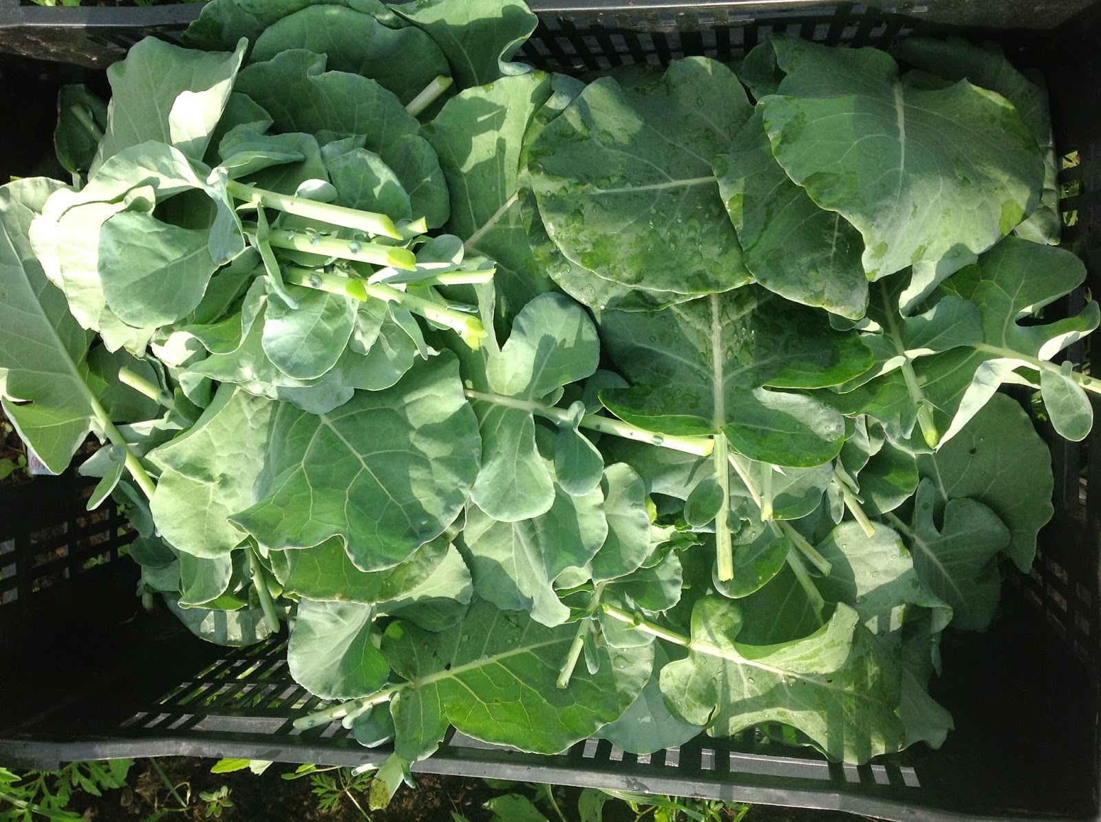 Chez Nous Farms Certified Organic in Niagara Discovering a new