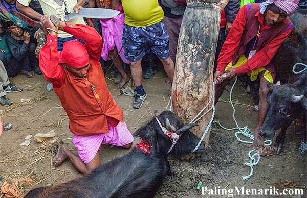 Festival Paling Aneh di Dunia dengan Membunuh 250.000 Binatang Ritual Membunuh Hewan
